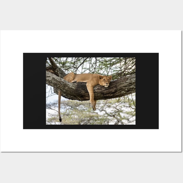 Lion Around: African Lion Up A Tree Wall Art by AndrewGoodall